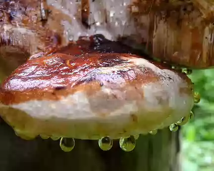 PXL004 Goutte sur champignon - Rain drops below mushroom